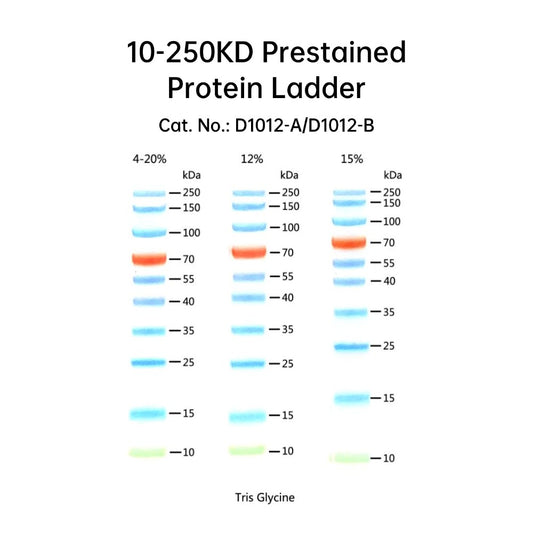 Escalera de proteínas preteñida de 10-250 kD