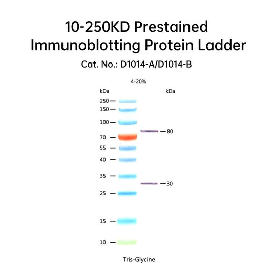 Escalera de proteínas de inmunotransferencia preteñida de 10-250 kD