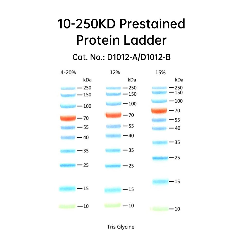 10-250KD Prestained Protein Ladder