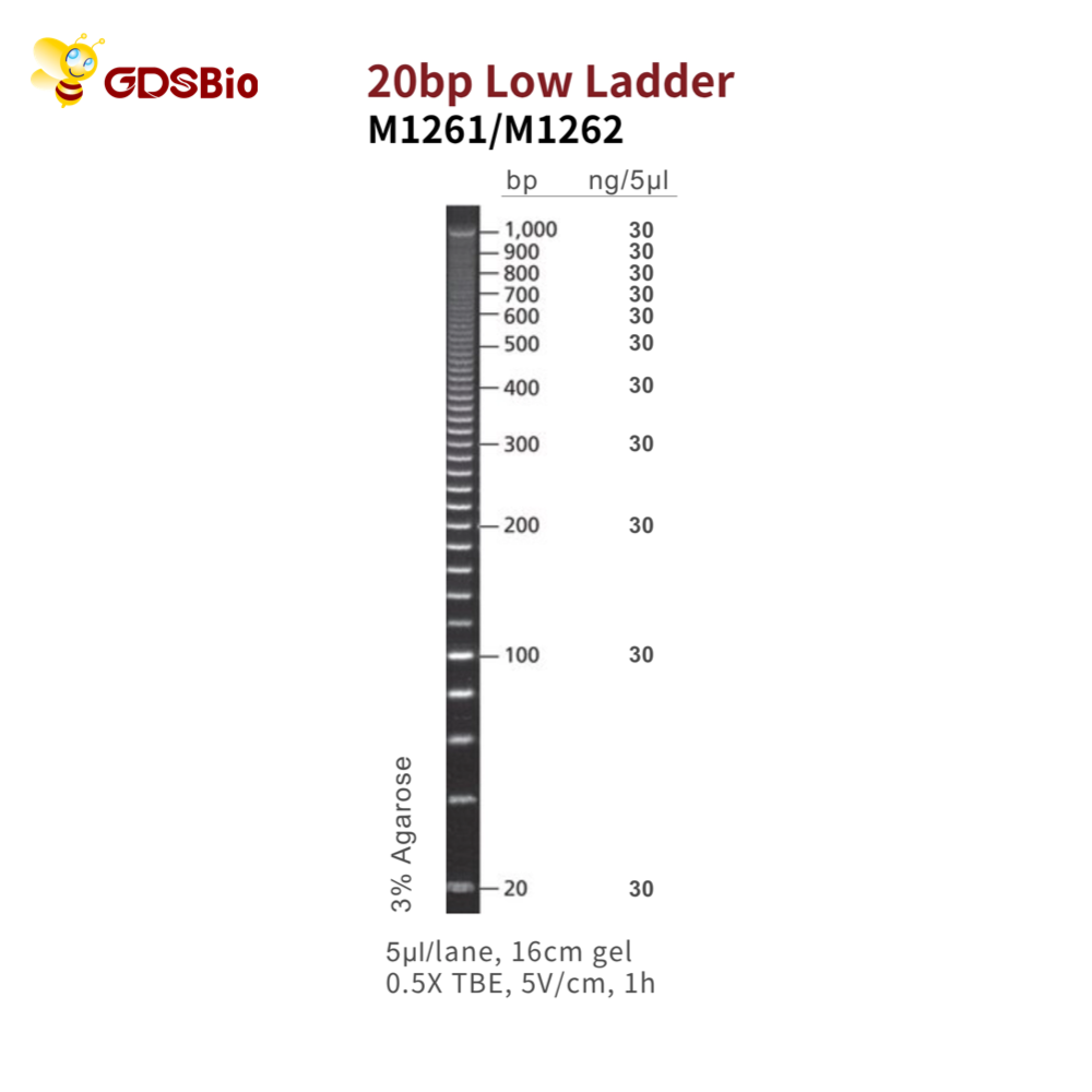 20bp Low Ladder DNA Marker