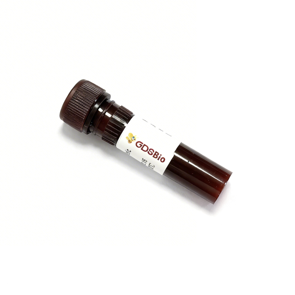 Tinción de ácidos nucleicos AIE-Gelgreen (10 000X)