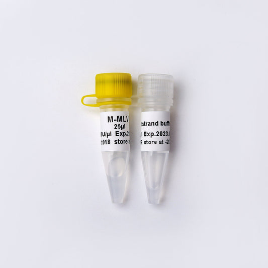 M-MLV Reverse Transcriptase