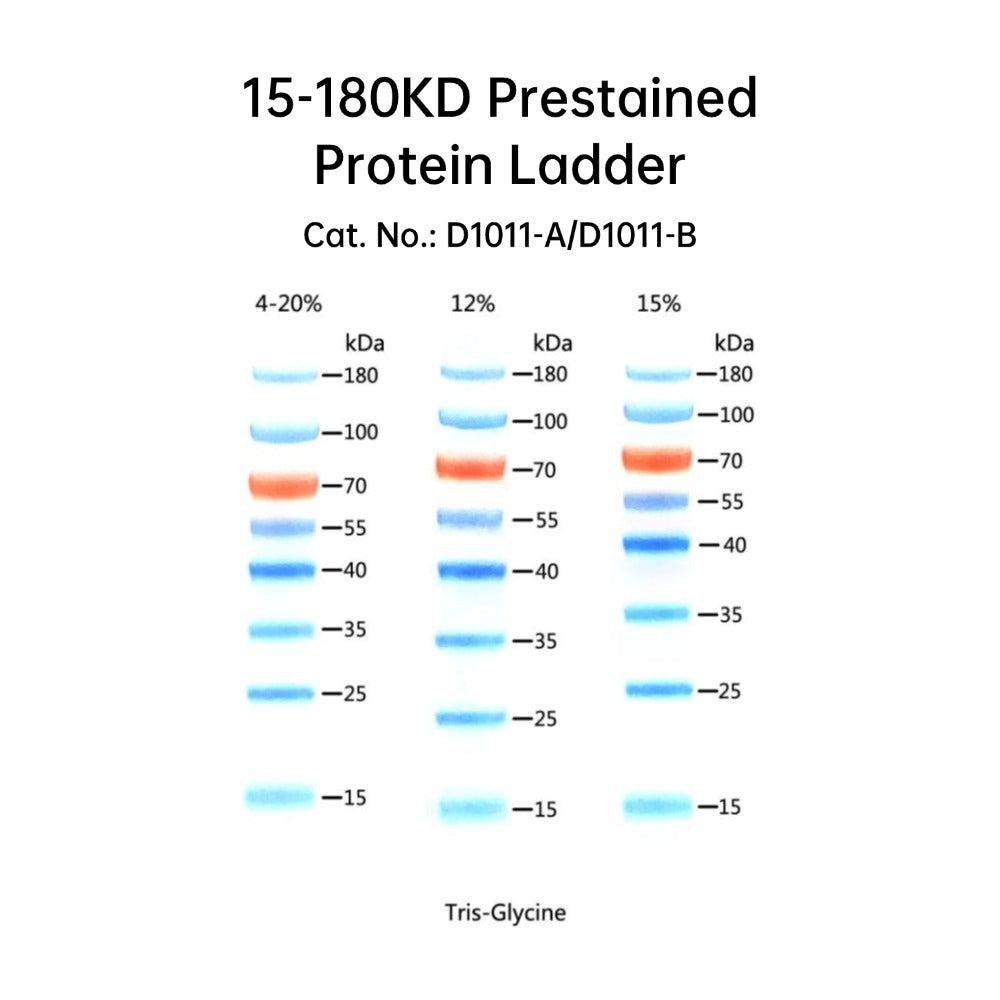 15-180KD Prestained Protein Ladder