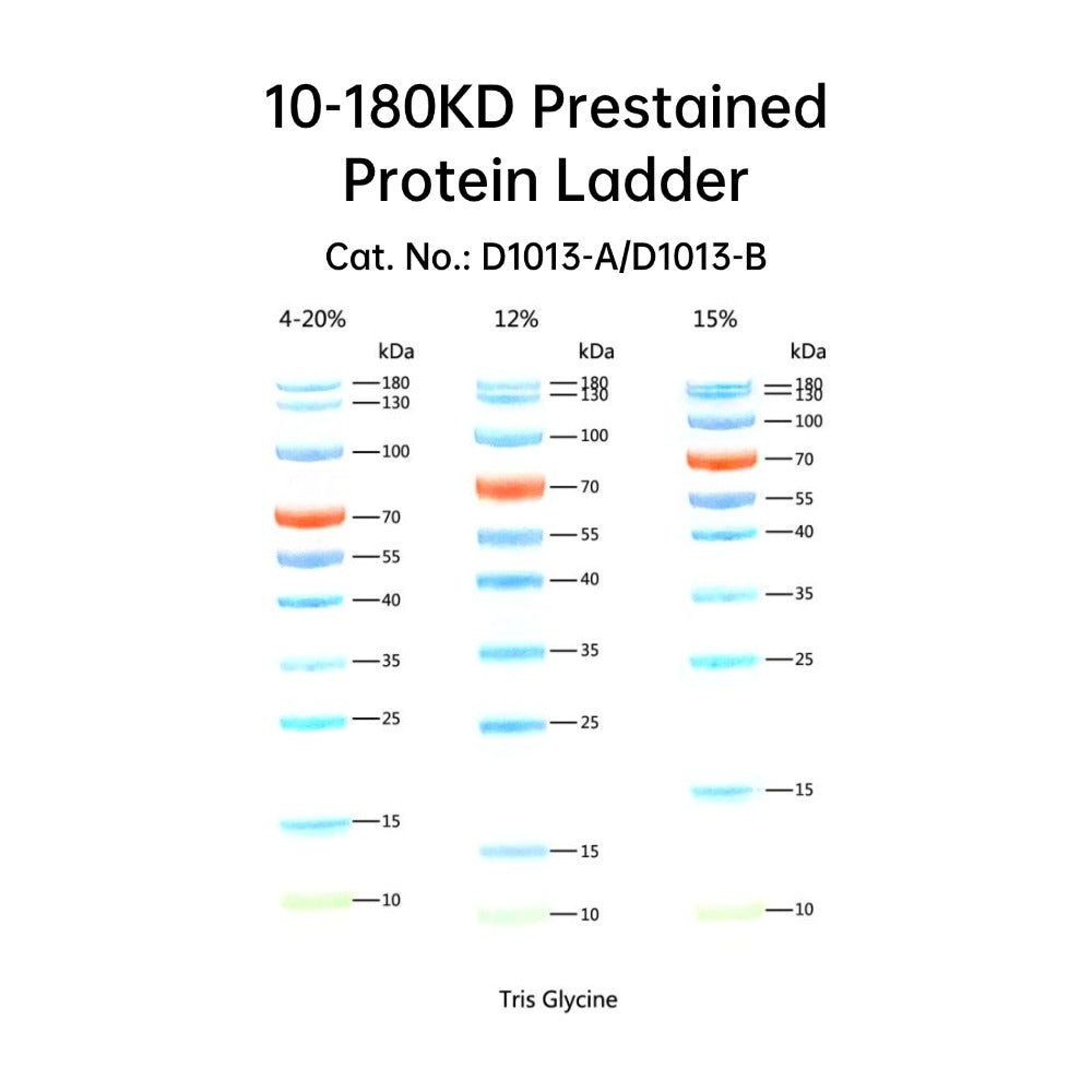 10-180KD Prestained Protein Ladder