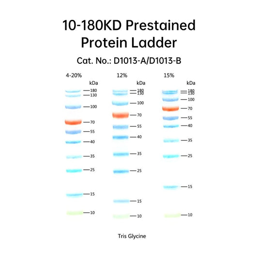 10-180KD Prestained Protein Ladder